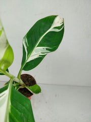 Musa Aeae Kuikawa
