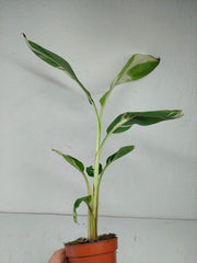 Musa Aeae Kuikawa