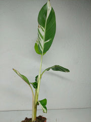 Musa Aeae Kuikawa