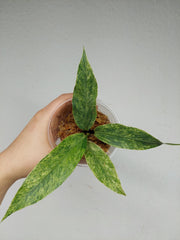 Anthurium Hookerie Mint