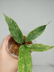 Anthurium Hookerie Mint