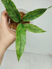 Anthurium Hookerie Mint