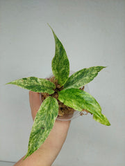 Anthurium Hookerie Mint