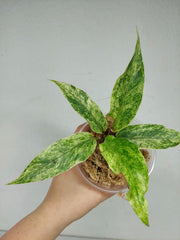Anthurium Hookerie Mint