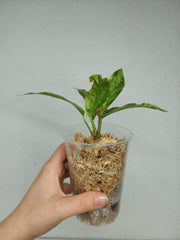 Anthurium Hookerie Mint