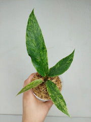 Anthurium Hookerie Mint