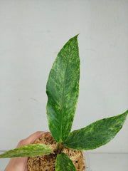 Anthurium Hookerie Mint