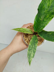 Anthurium Hookerie Mint