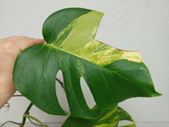 Monstera Aurea Stecklinge