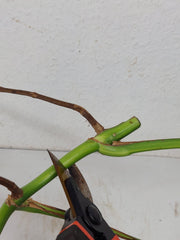 Monstera Aurea Stecklinge
