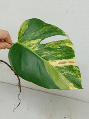 Monstera Aurea Stecklinge