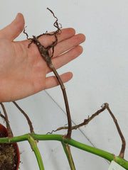 Monstera Aurea Stecklinge