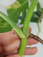 Monstera Aurea Stecklinge