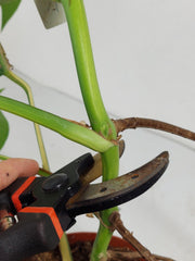 Monstera Aurea Stecklinge