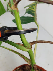 Monstera Aurea Stecklinge