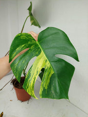 Monstera Aurea Stecklinge