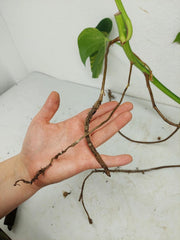 Monstera Aurea Stecklinge
