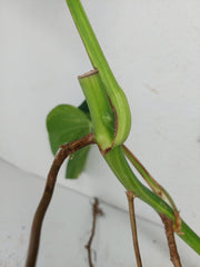 Monstera Aurea Stecklinge