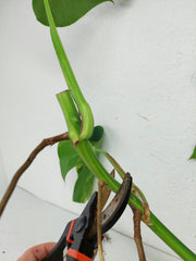 Monstera Aurea Stecklinge