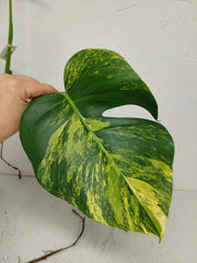 Monstera Aurea Stecklinge