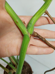 Monstera Aurea Stecklinge