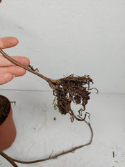 Monstera Aurea Stecklinge