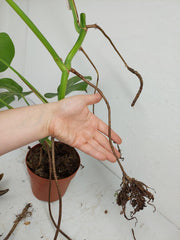 Monstera Aurea Stecklinge