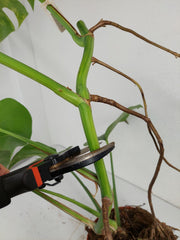 Monstera Aurea Stecklinge