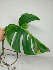 Monstera Aurea Stecklinge