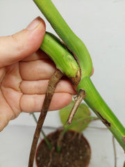 Monstera Aurea Stecklinge