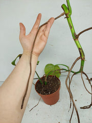 Monstera Aurea Stecklinge