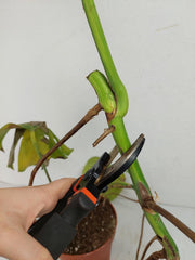 Monstera Aurea Stecklinge