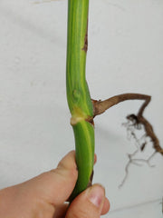Monstera Aurea Stecklinge