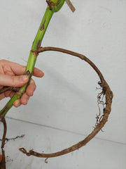 Monstera Aurea Stecklinge