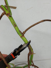 Monstera Aurea Stecklinge