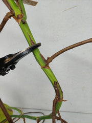 Monstera Aurea Stecklinge
