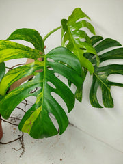Monstera Aurea Stecklinge
