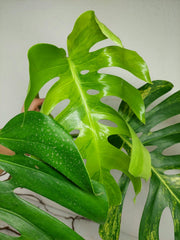 Monstera Aurea Stecklinge