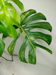 Monstera Aurea Stecklinge