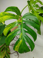 Monstera Aurea Stecklinge