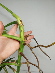 Monstera Aurea Stecklinge