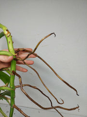 Monstera Aurea Stecklinge