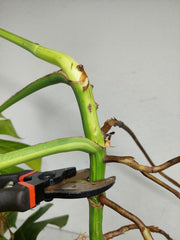 Monstera Aurea Stecklinge