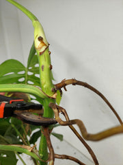 Monstera Aurea Stecklinge