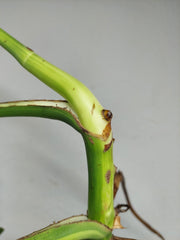 Monstera Aurea Stecklinge
