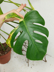 Monstera Aurea Stecklinge