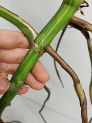 Monstera Aurea Stecklinge