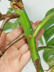Monstera Aurea Stecklinge