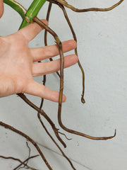 Monstera Aurea Stecklinge