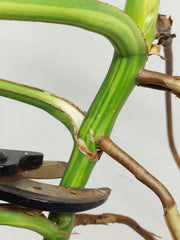 Monstera Aurea Stecklinge